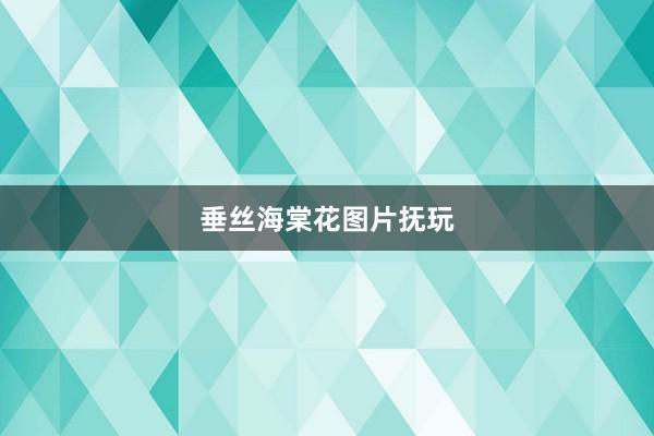 垂丝海棠花图片抚玩